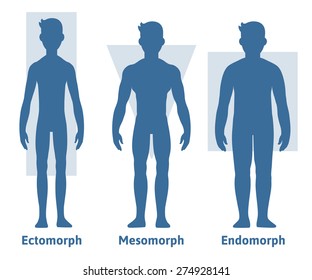 Men body types diagram with the three somatotypes: Ectomorph (tall and skinny, little muscle and fat), Mesomorph (no fat, muscular) and Endomorph (equal fat and muscle).