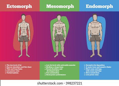 men body types diagram with three somatotypes
