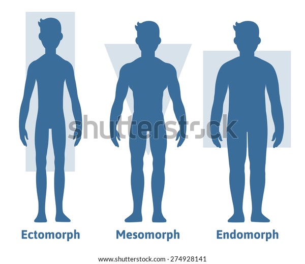Men Body Types Diagram Three Somatotypes Stock Vector Royalty Free 274928141 