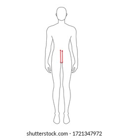 Men to do crotch depth measurement fashion Illustration for size chart. 7.5 head size boy for site or online shop. Human body infographic template for clothes. 