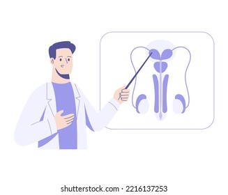 Men health concept. Doctor works on investigation of a male reproductive system. Urologist checks male organs. Vector flat illustration isolated on white background