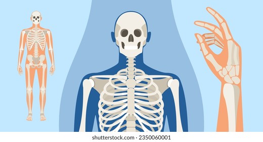 Men human skeleton anatomy illustration with a body silhouette. Vector isolated flat illustration of skull and bones in body. Skeleton human, medical man anatomy