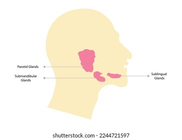 Men lateral view with the three salivary glands 