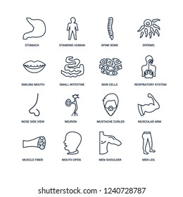 Men Leg, Shoulder, Mouth Open, Muscle Fiber, Muscular arm, Stomach, Smiling mouth showing teeth, Nose Side View, Skin Cells outline vector icons from 16 set