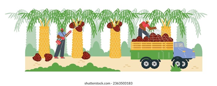 Men with special equipment harvesting palm oil fruits in truck flat style, vector illustration isolated on white background. Decorative design element, farming and transportation