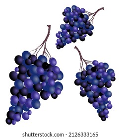 amenaza de uvas de vino, ilustración vectorial sobre fondo blanco