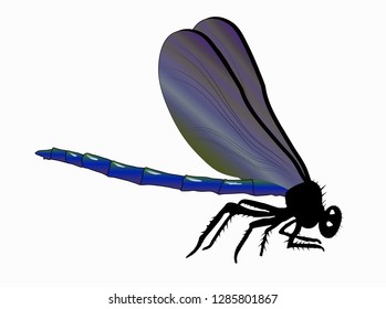 menacing blue dragonfly on white background