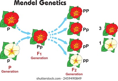 mendel, biology, experiment, ratio, phenotype, fresh, illustration, diagram, food, leaf, nature, green, genetic, graphic, isolated, seed, science, plant, gregor mendel, bean, white, pea, second genera