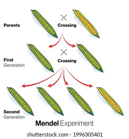 Mendel garden pea plant experiment; Monohybrid cross illustration.