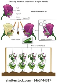 Mendel Genetic Concept Crossing Pea Plant Experiment Parental Generation and Pea Flower Parts Peas With Labels Mendel’s Laws Mendel’s Experiments Education Vector Illustration