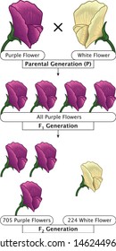 Mendel Genetic Concept Crossing Pea Plant Flower With Include All Labels Mendel’s Laws Mendel’s Experiments Education Vector Illustration Diagram