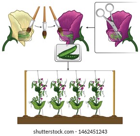 Mendel Genetic Concept Crossing Pea Plant Experiment Diagram Without Vector Mendel’s Laws Mendel’s Experiments Education Illustration