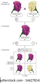 Mendel Genetic Concept Crossing Pea Plant Flower Experiment of Law of Segregation With Include All Labels 
Mendel’s Laws Mendel’s Experiments Education Vector Illustration Diagram