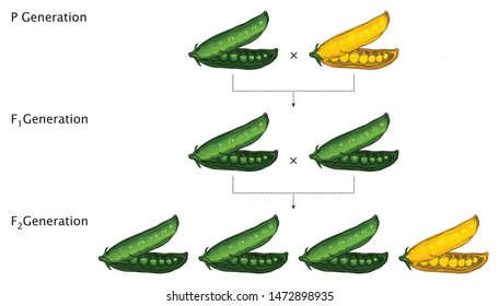 Mendel Genetic Concept Crossing Pea Plant Experiment Parental Generation and Pea Pod Seed With Labels Mendel’s Laws Mendel’s Experiments Education Vector Illustration