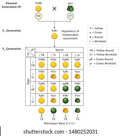 Mendel Genetic Concept Crossing Pea Plant Pod Seed Experiment Di Hybrid Cross With Include All Labels Mendel’s Laws Mendel’s Experiments Education Vector Illustration Diagram