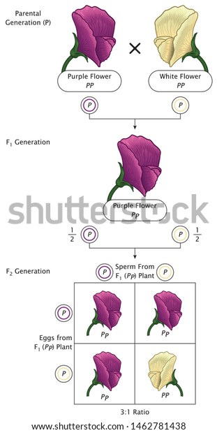 Mendel Genetic Concept Crossing Pea Plant Stock Vector (Royalty Free ...