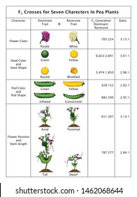 Mendel Genetic Concept Crossing 
Seven Characters In Pea Plant Table With All Labels Mendel’s Laws Mendel’s Experiments Education Vector Illustration Diagram