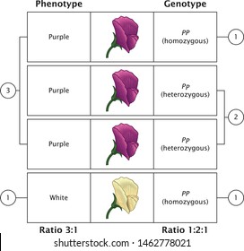 Mendel Genetic Concept (Mendelian Genetics) Pea Plant Flower Experiment of Phenotype and Genotype With Include All Labels Mendel’s Laws Mendel’s Experiments Vector Illustration Diagram