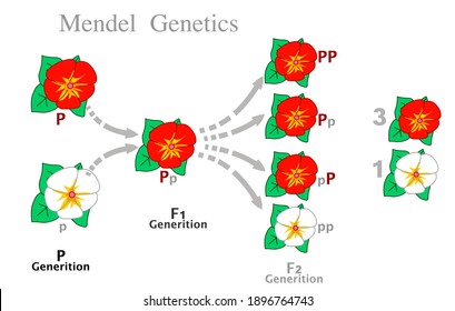
Mendel genetics. First and second generation rates from dominant and recessive parent flowers of different colors, red, white.   Mendelian law, Segregation genes, Dominance, uniformity. Draw vector 