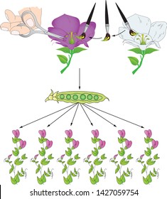 Mendel Genetics (Gregor Mendel); Pea Experiment, Crossing