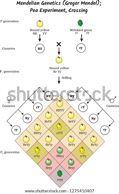 Mendel Genetics Gregor Mendel Pea Experiment Stock Vector (Royalty Free ...