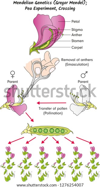 Mendel Genetics Gregor Mendel Pea Experiment Stock Vector (Royalty Free ...