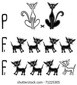 Mendel inheritance scheme with cats and kittens. Each generation on it's own layer.