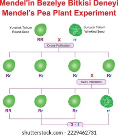 Mendel Pea Plant Experiment, education