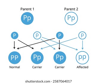 Mendelian genetics, the three possible genetic conditions for a trait inherited in a recessive manner