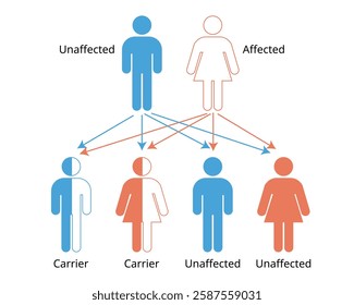 Mendelian genetics, the three possible genetic conditions for a trait inherited in a recessive manner