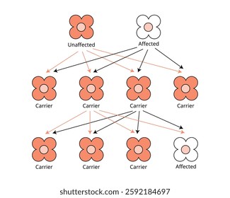 Mendelian genetics, the three possible genetic conditions for a trait inherited from affected, unaffected, carrier