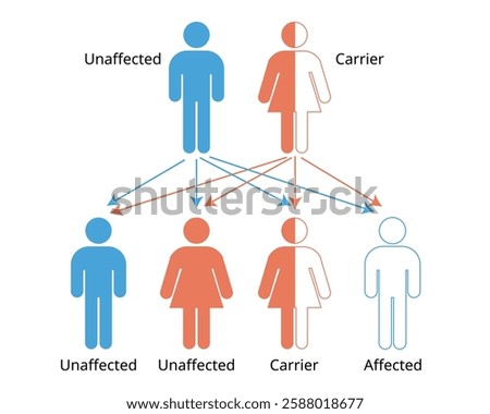 Mendelian genetics, the three possible genetic conditions for a trait inherited in a recessive manner