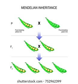 Mendelian Inheritance. Model Of  Mendel's Laws. Biological Inheritance For Example Pea Plants. Peas Are Contained Within A Pod