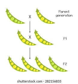 Mendelian Inheritance Pea Model