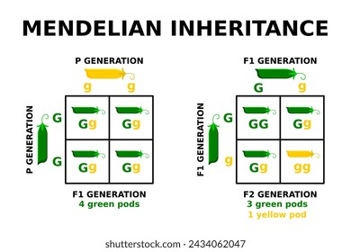 Mendelian inheritance. Punnett square. Genetic cross with known genotypes. Basic principles of genetics. Mendel peas experiment. Probability of inheriting particular traits. Vector illustration. 