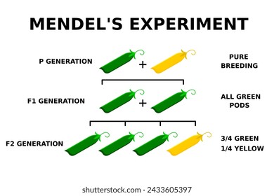 El experimento de Mendel con los guisantes. Conceptos básicos de genética. La Ley de la Dominación. La Ley de la Segregación. La Ley de Surtido Independiente. Principios de la herencia. Estudio de la herencia. Ilustración vectorial. 