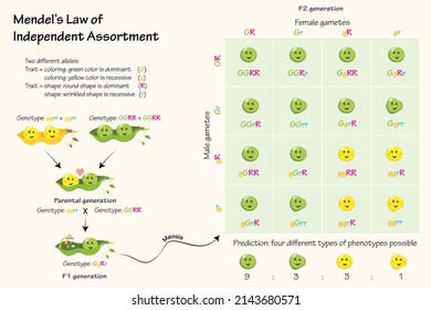 Mendels Law of Independent Assortment