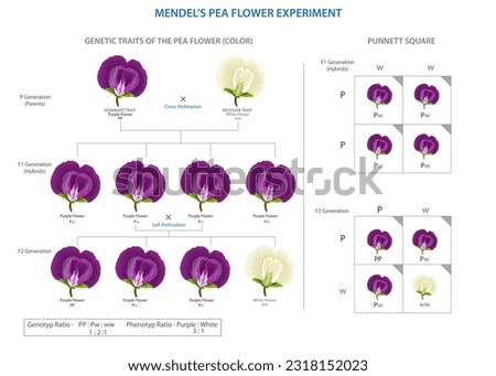 Mendel's pea flower experiment established the laws of inheritance, revealing how traits are passed from parent to offspring through genetic factors.
