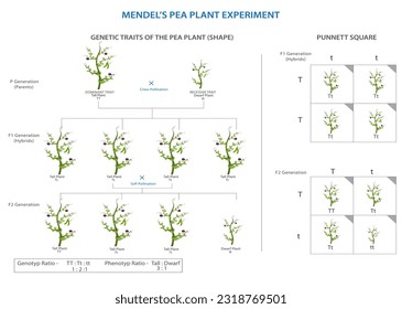 Mendels Erbsenexperiment legte den Grundstein für die moderne Genetik und enthüllte durch systematische Zuchtanalysen die Erbgrundsätze.