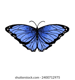 Menelaus blue morpho. Tropical butterfly with turquoise wings. Beautiful flying insect. Lepidoptera arthropod animal. Exotic nature. Flat isolated hand drawn vector illustration on white background