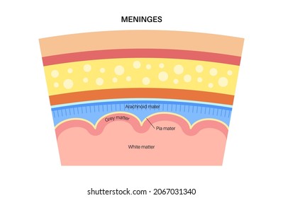 Meninges anatomy. Enveloping of brain and spinal cord. Protecting of the central nervous system. Dura mater, scalp, periosteum, . and other layers and membranes of the human head vector illustration.
