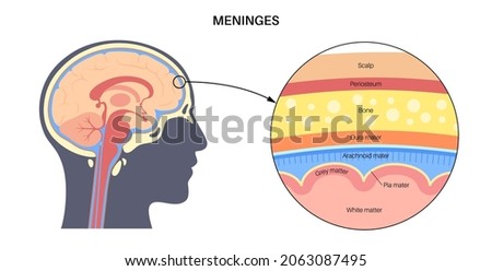 Meninges anatomy. Enveloping of brain and spinal cord. Protecting of the central nervous system. Dura mater, scalp, periosteum, . and other layers and membranes of the human head vector illustration.