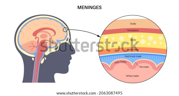 Meninges anatomy. Enveloping of brain and\
spinal cord. Protecting of the central nervous system. Dura mater,\
scalp, periosteum, . and other layers and membranes of the human\
head vector\
illustration.