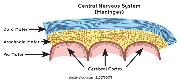 meninges anatomy structure part infographic diagram human body central nervous system layers including dura archnoid pia mater skull brain neurology biology physiology science education vector