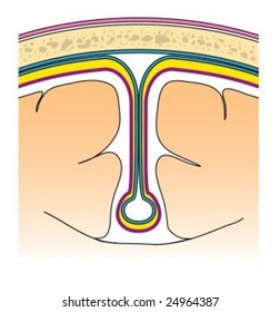 Meninges of the brain