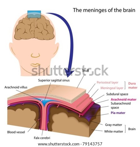 Meninges Brain Stock Vector (Royalty Free) 79143757 - Shutterstock