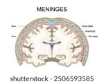 Meninges. Cross section of Skull and human brain with Pia mater, Arachnoid, and Dura mater. Bone and membranes that envelop the brain and spinal cord. Schematic diagram. Detailed vector illustration