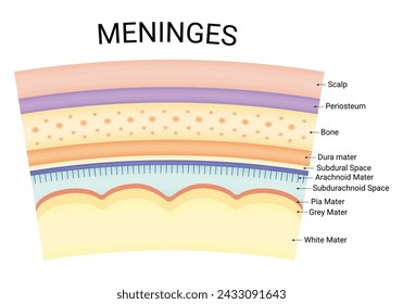 Meninges Science Design Vektor Illustration Diagramm