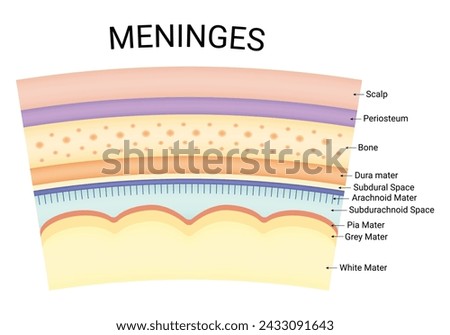 Meninges Science Design Vector Illustration Diagram