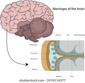 Meninges. La estructura del cerebro.